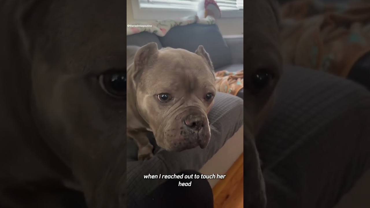 Why Every Soul Deserves a Second Chance A Heartwarming Adoption Story 