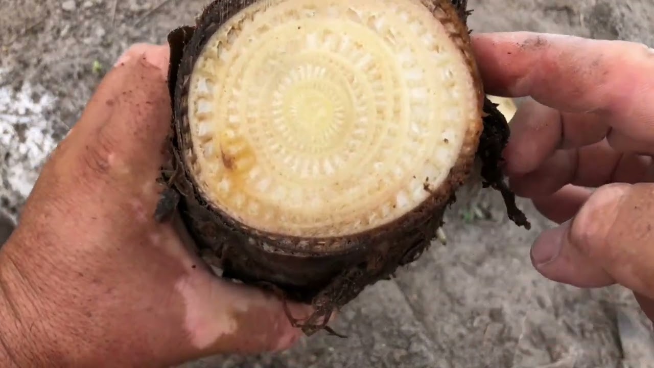 Antes e Depois do Bananal + Plantios e Poda de Acerola 🌿