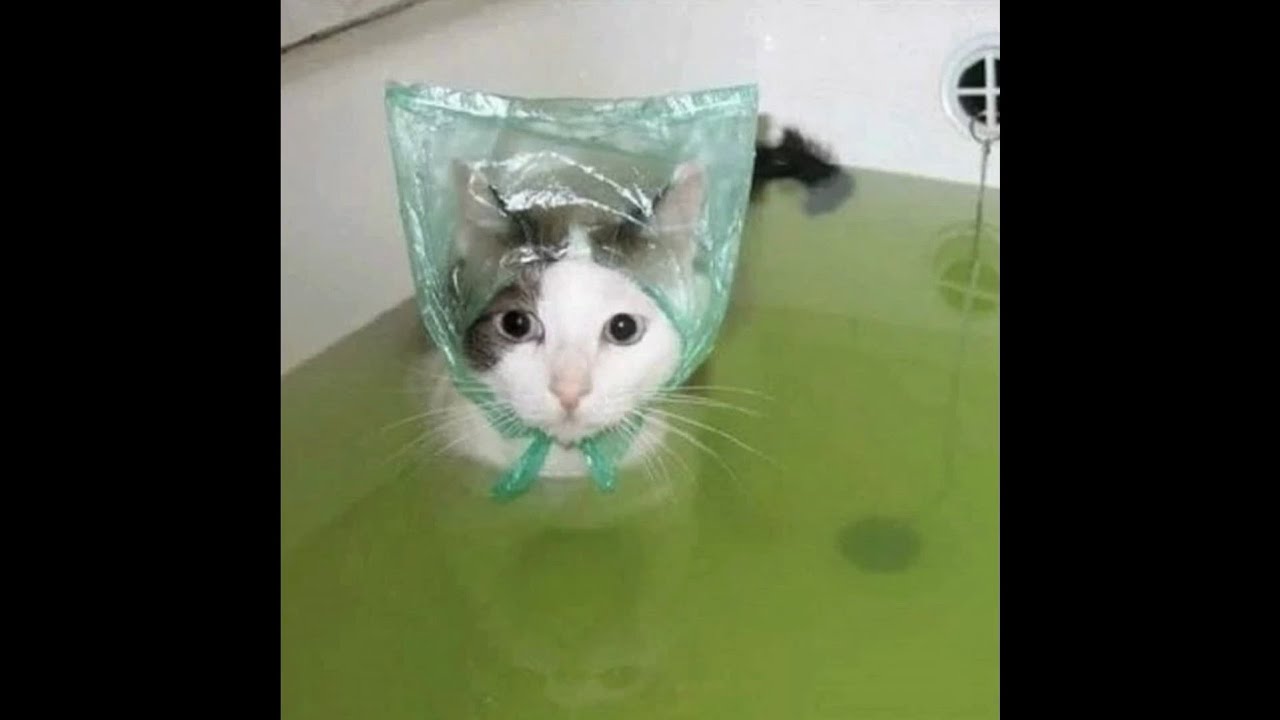 (free for profit) indie pop + bedroom pop type beat - not care