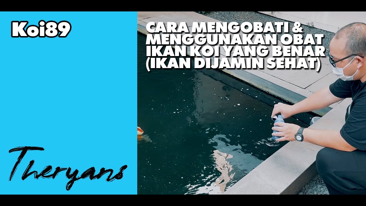 Cara Pengobatan & Pemberian Obat Ikan Koi Yang Benar (Koi Langsung Sehat)