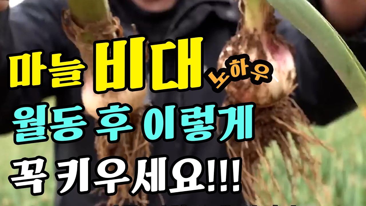 마늘 비대 노하우, 월동 후 이렇게 꼭 키우세요!!!  |  홍산 마늘 재배 농법