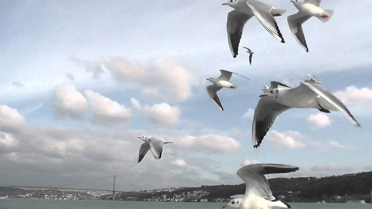Seagulls of Istanbul