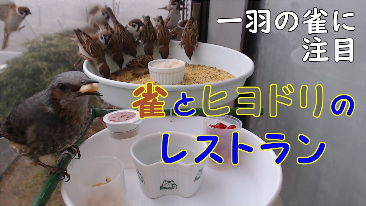 雀とヒヨドリのレストラン　一日の食事風景をダイジェスト