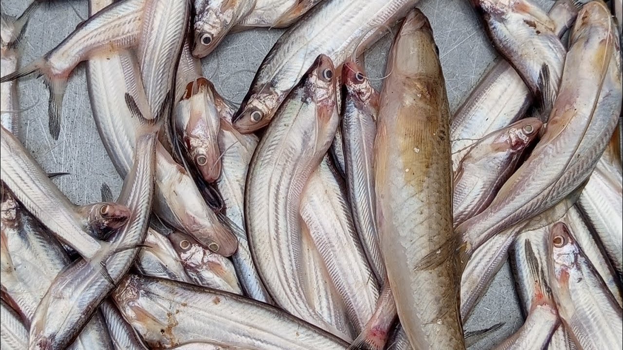 গোয়ালন্দঘাট মাছ বাজার থেকে