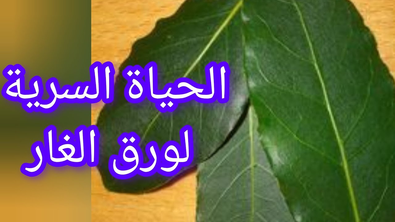 الحياة السرية لورق الغار#أعشاب #نباتي 