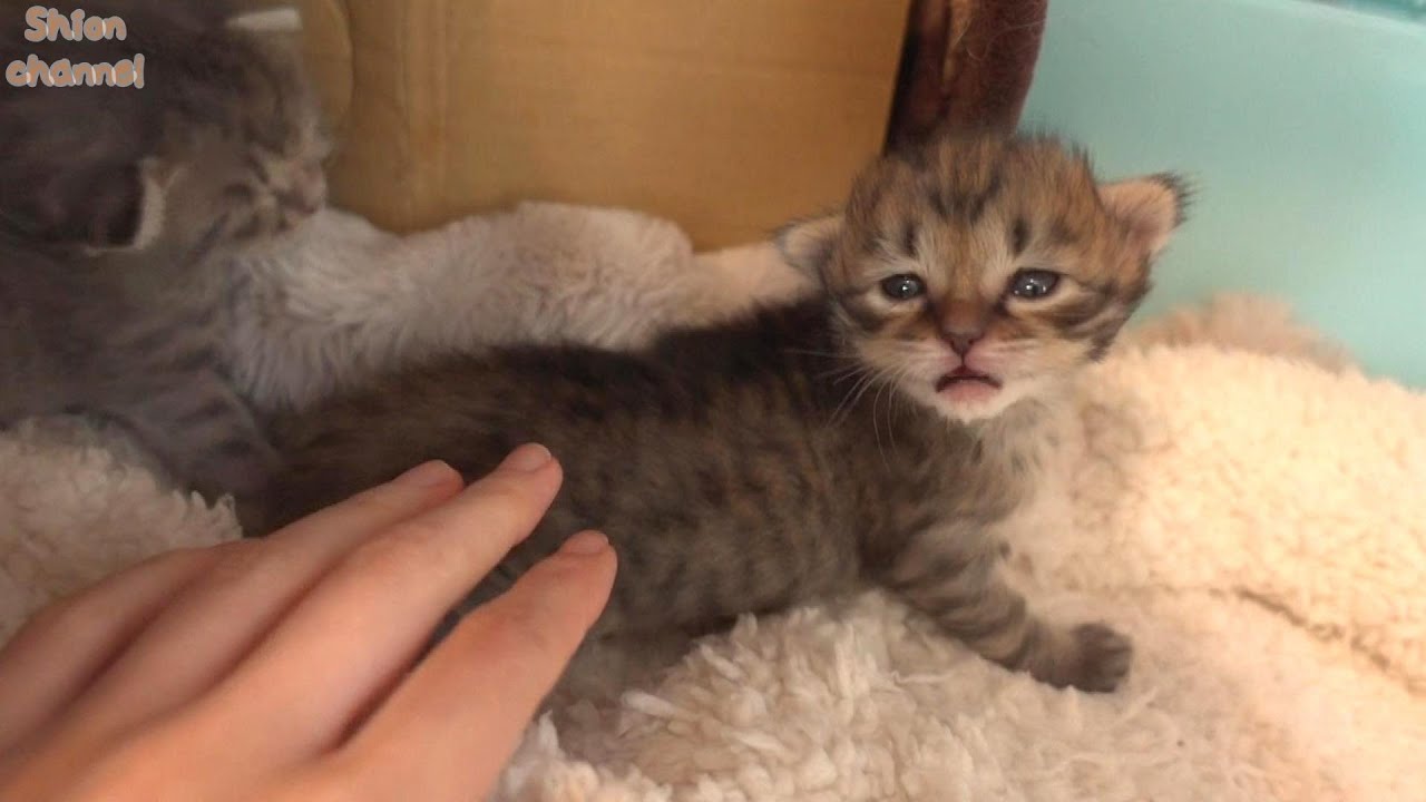 【生後17日】朝寝坊な子猫を起こしに行ったらこうなりました