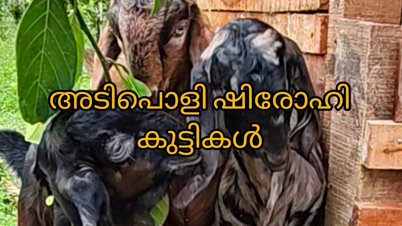 Shirohi ആടുകളെ വില്പനക്ക് |sirohi Goat For Sale
