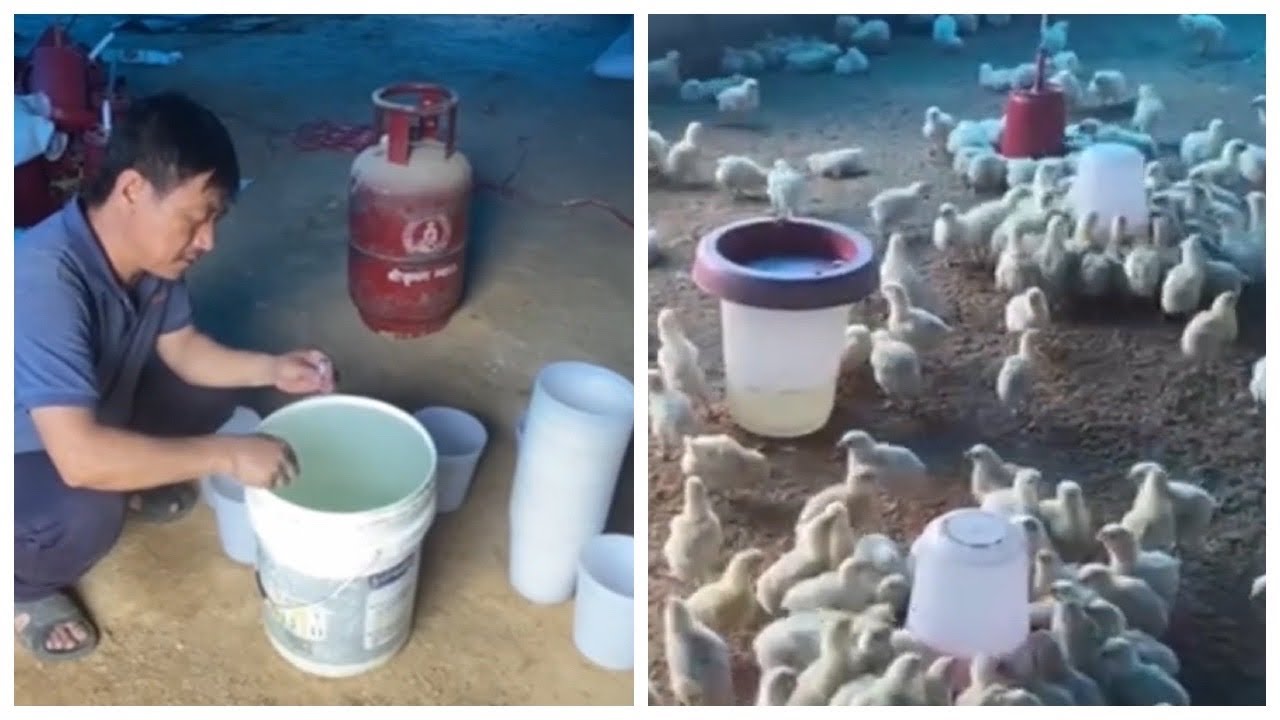 ब्रोइलर चल्लालाई पहिलो भ्याक्सिन यसरी लगाउनुस | First Vaccine for Broiler Chicks | Chicken Farming