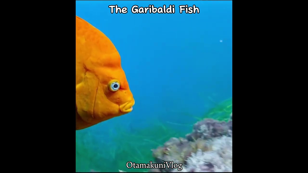 The Garibaldi Fish | the beauty of god's creation(part12) | #documentary #marinelife #oceanlife
