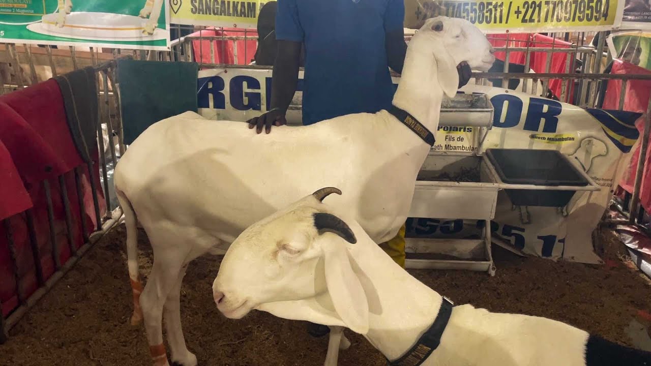FODDAK EXPOSITION BERGERIE TANOR