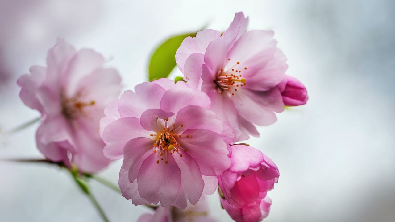 Muzica de relaxare - cu imagini de primavara - flori de cires si de magnolie