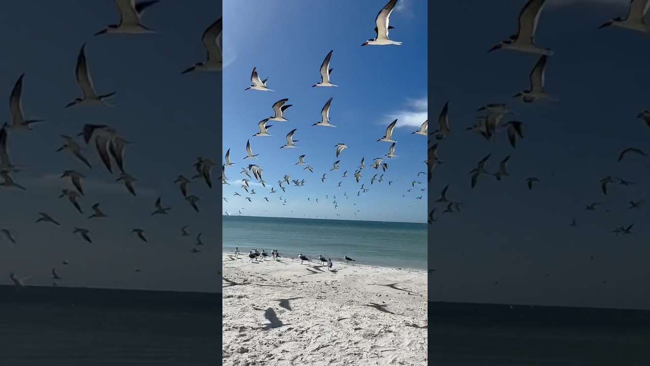 Sun and warm water in the Gulf of Mexico 10/31/23 #adayinthemylife #noboringdays