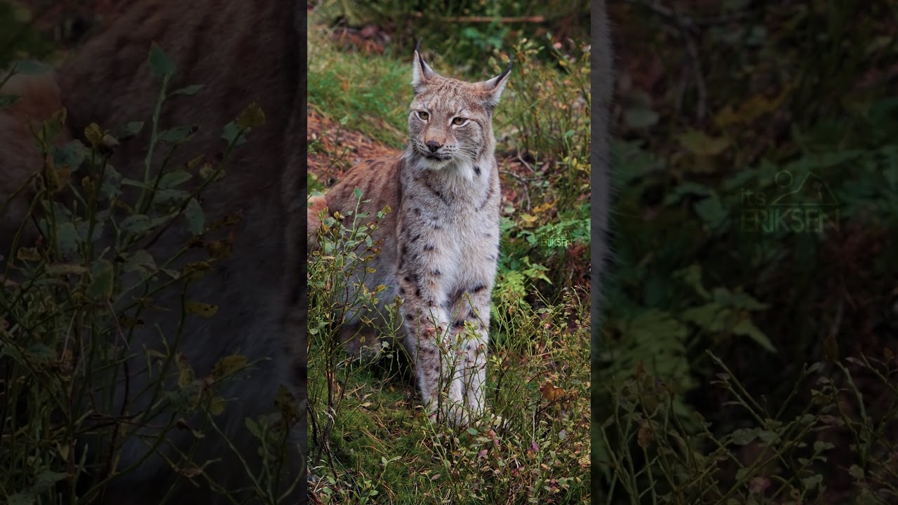 The forest may fall asleep, but the #lynx never does 🍂🌙 #EurasianLynx #shorts #animals #wildlife