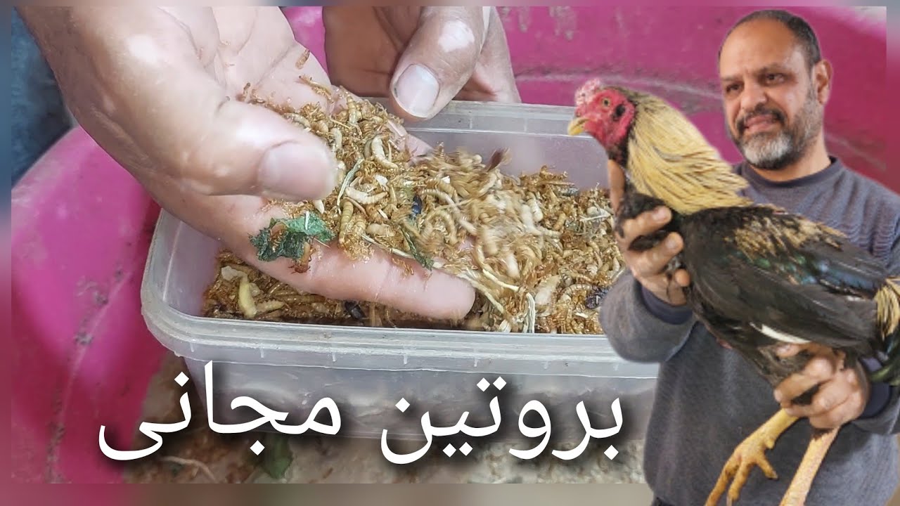 اهميه البروتين الحيوانى فى تربيه الدواجن