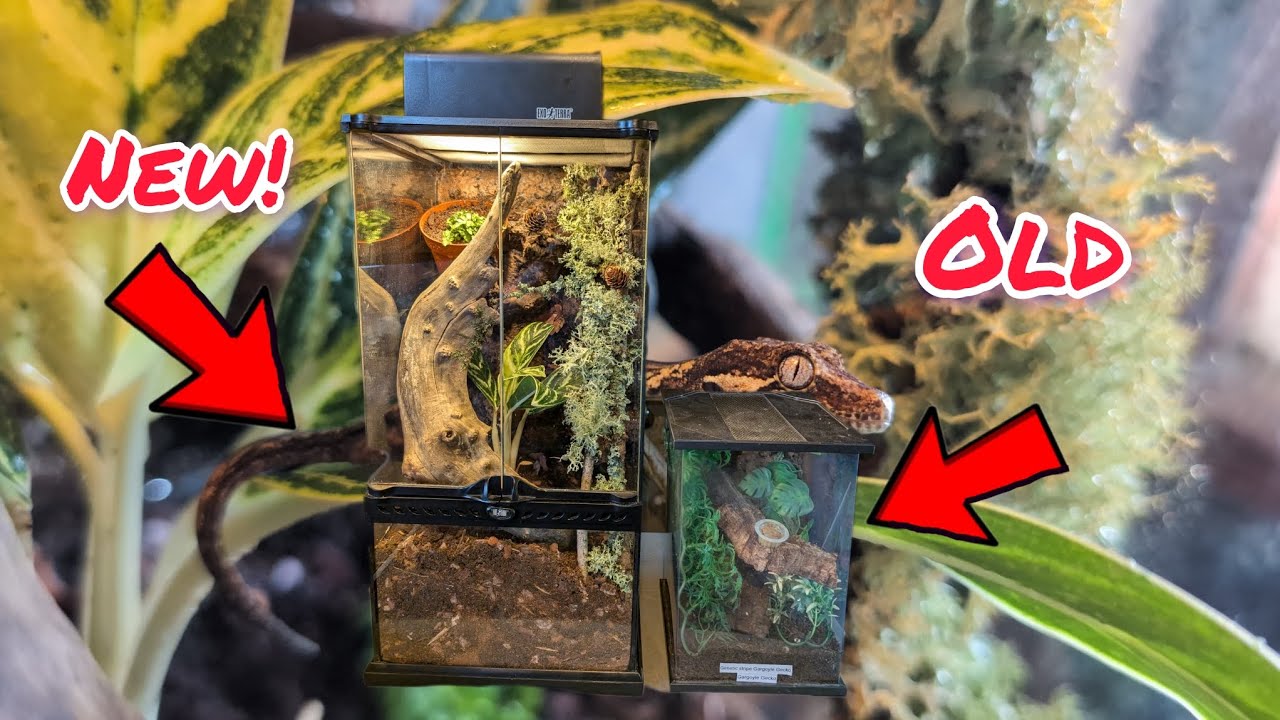 I give my gecko Will a mansion of an enclosure!