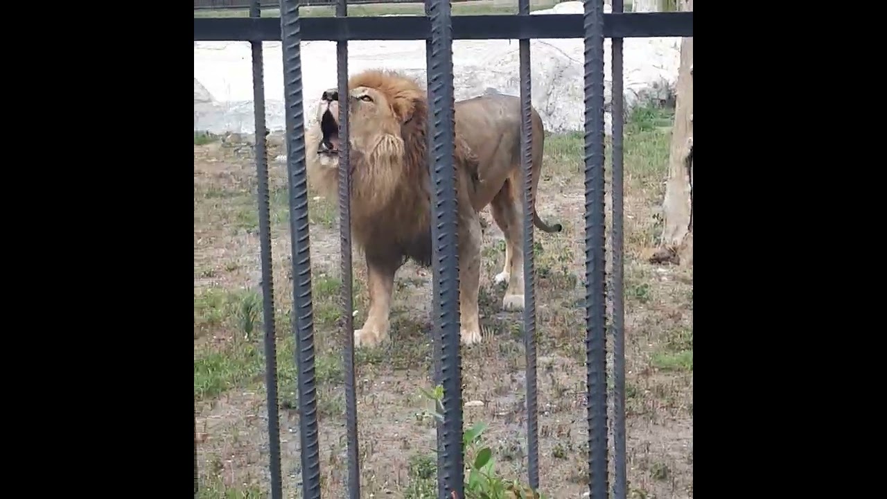 Tarsus Hayvanat Bahçesi Aslan