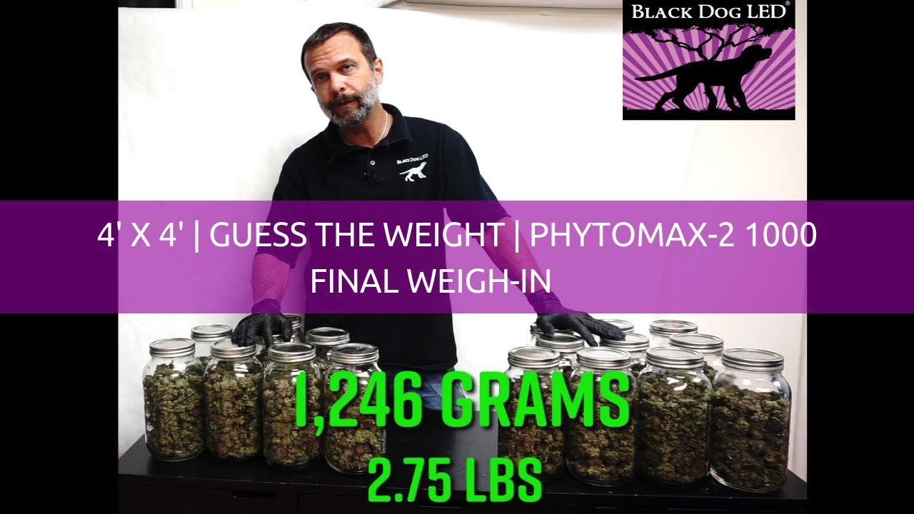 4X4 | PhytoMAX-2 1000 | Guess the Weight | Final Weigh-In