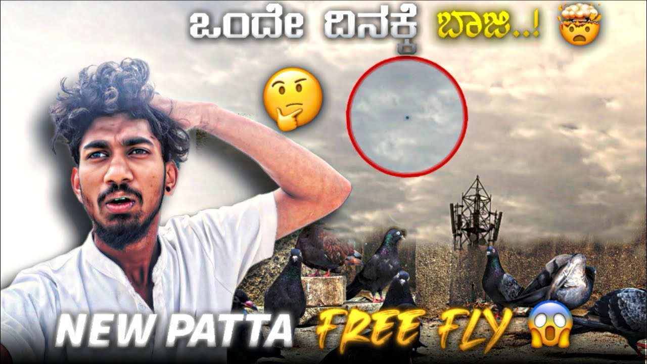 ಒಂದೆ ದಿನಕ್ಕೆ ಹಕ್ಕಿ ಬಾಜಿ ಮಾಡಿತು 😱||Prince loft||New pigeon patta free fly in kannada 😱🕊