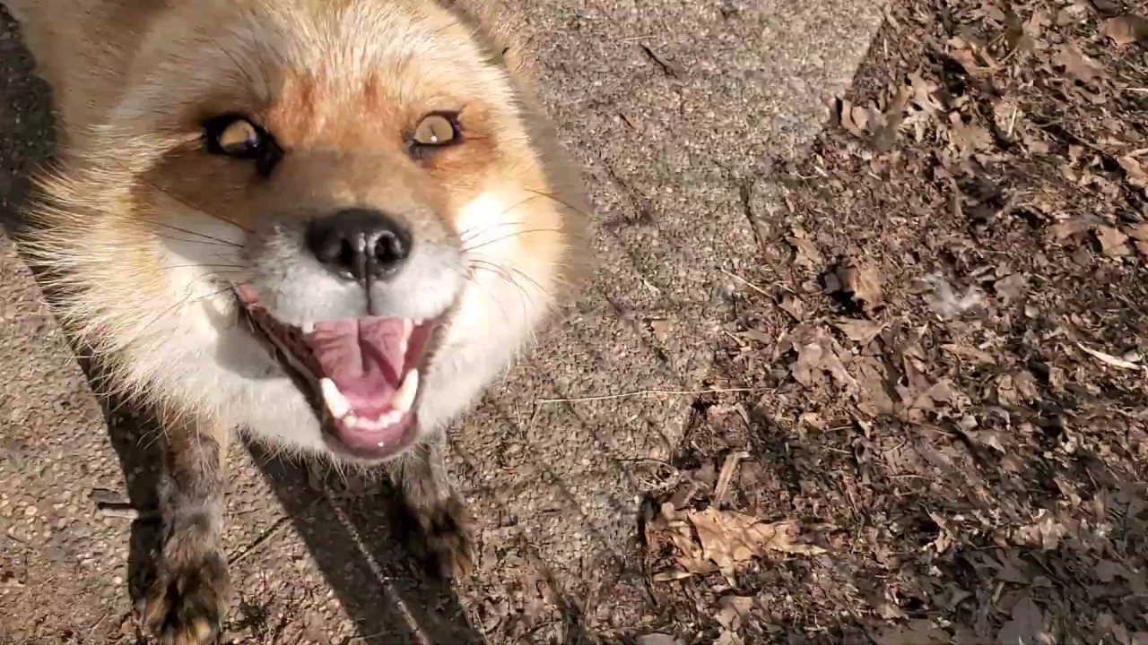It's Finnegan Fox and Friends!