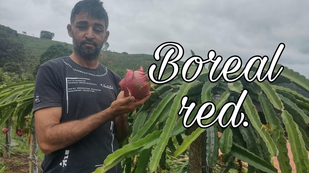 Boreal red!Variedade que vem me surpreendendo!