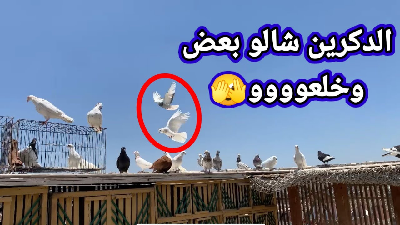 فتحت دكرين ديشار شالو بعض ومشيو🫣الحلقة(12)