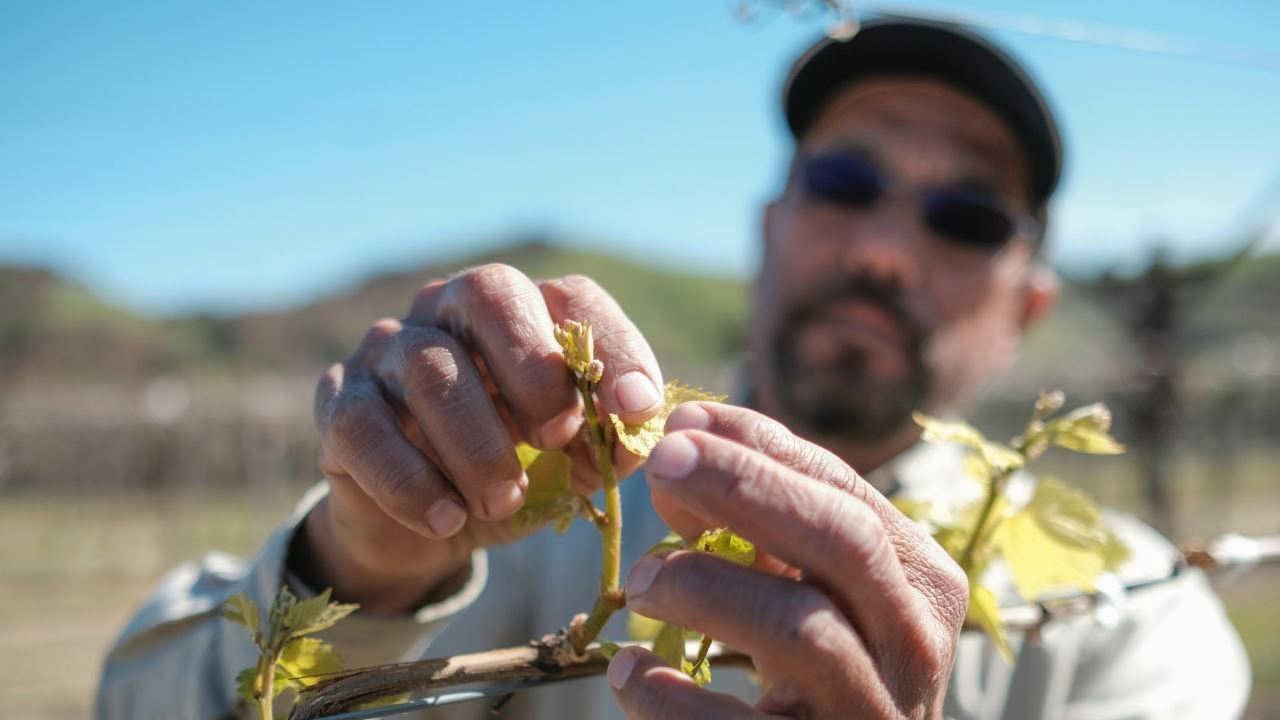 Frosty weather puts Wine Country grape growers on edge