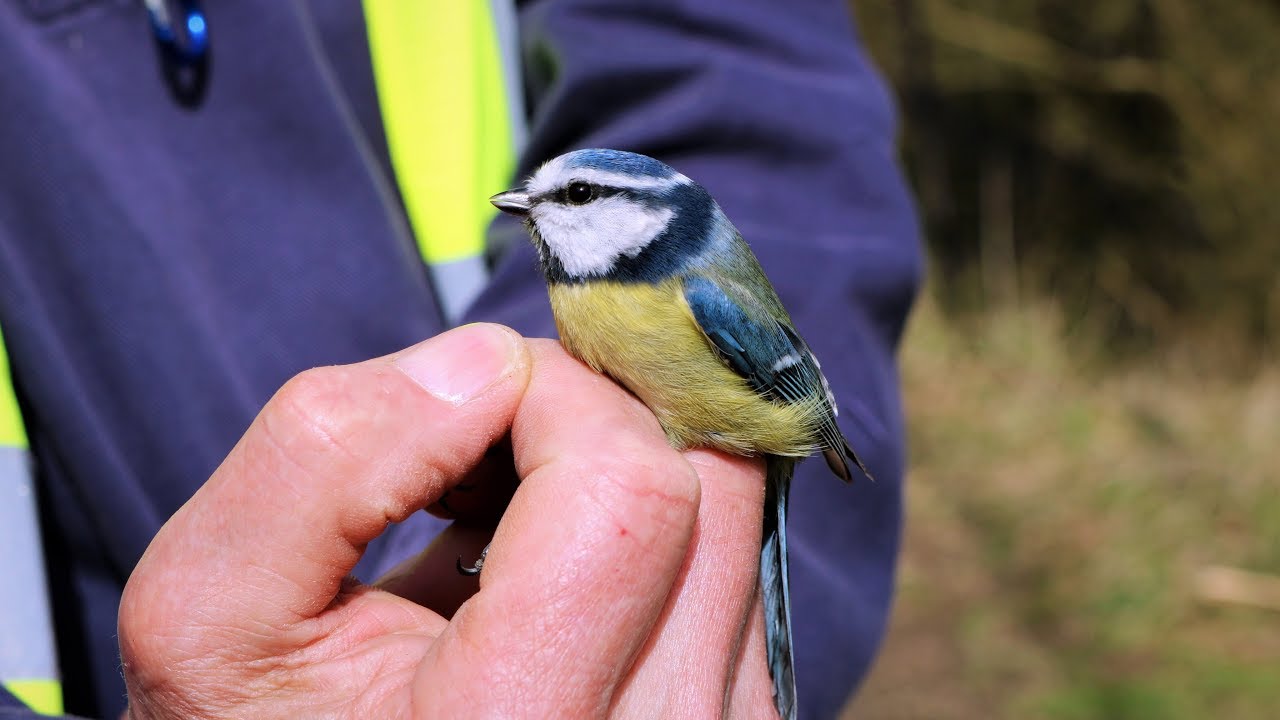 Bird ringing at a water recycling centre