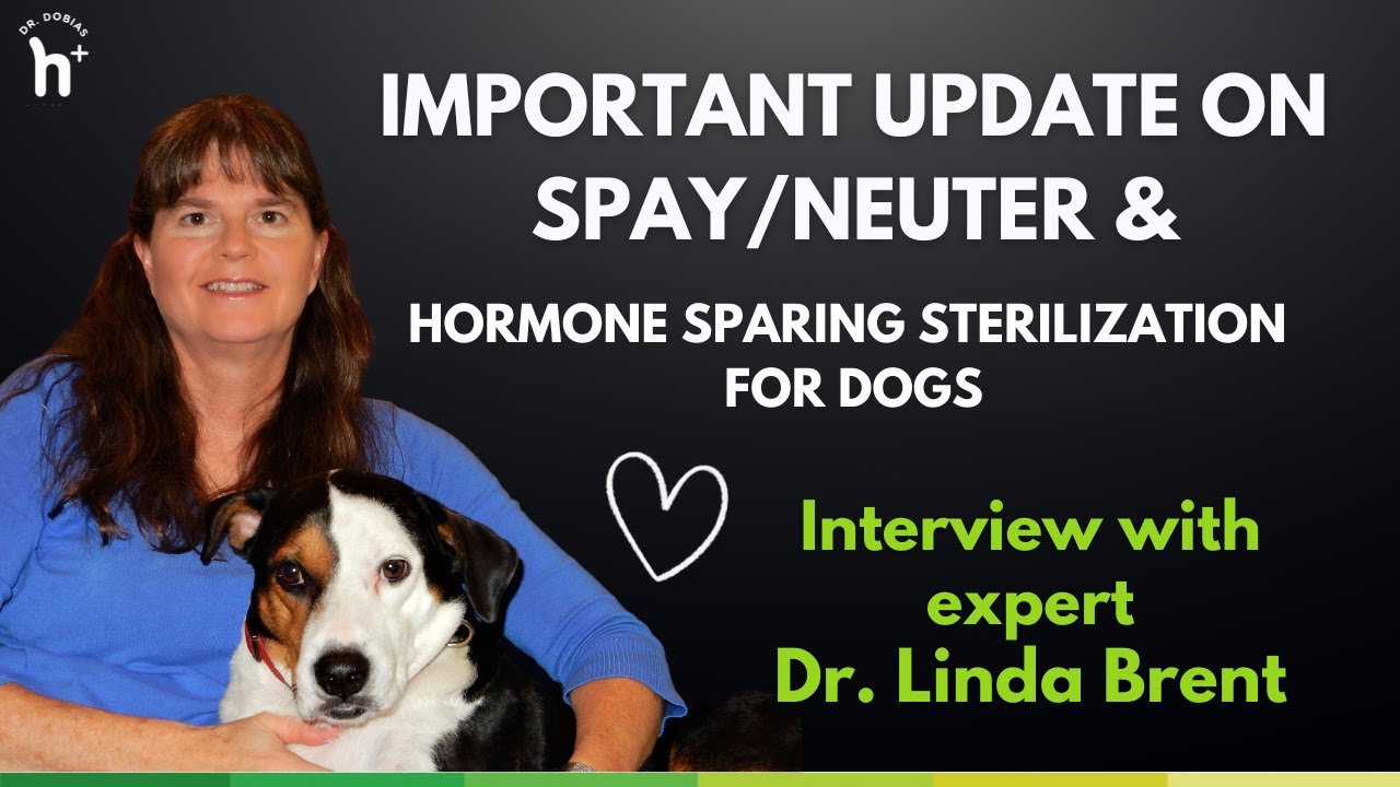 Hormone Health in Dogs: Alternative Spaying & Neutering Methods