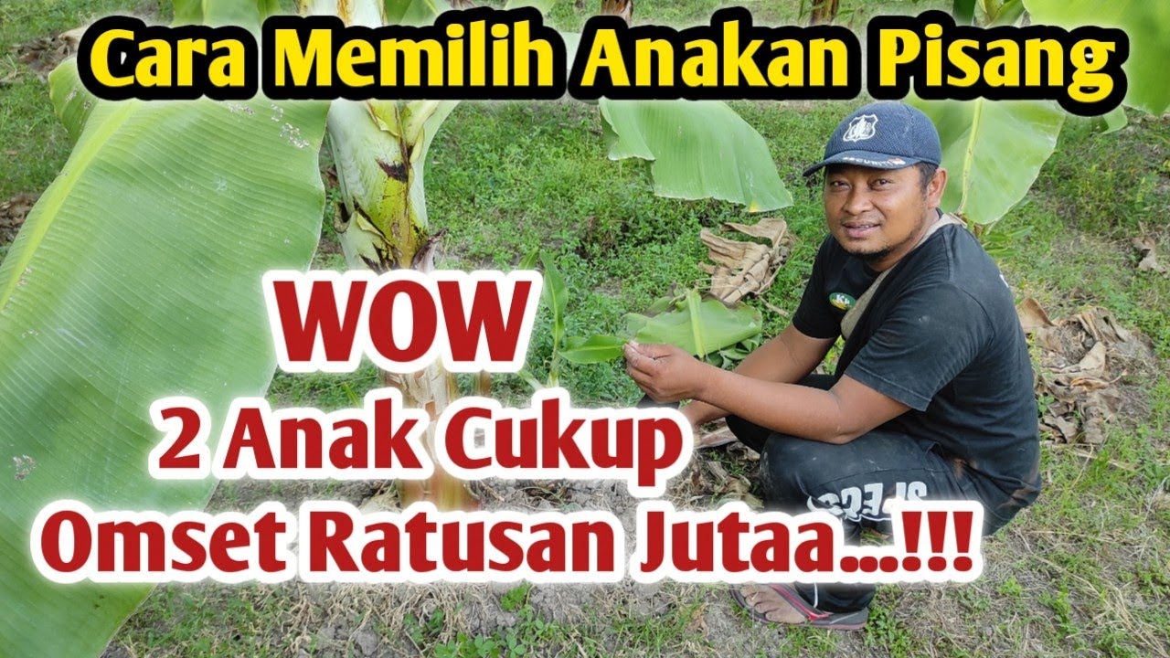 Cara Memilih Anakan Pisang Dari Master Of Banana