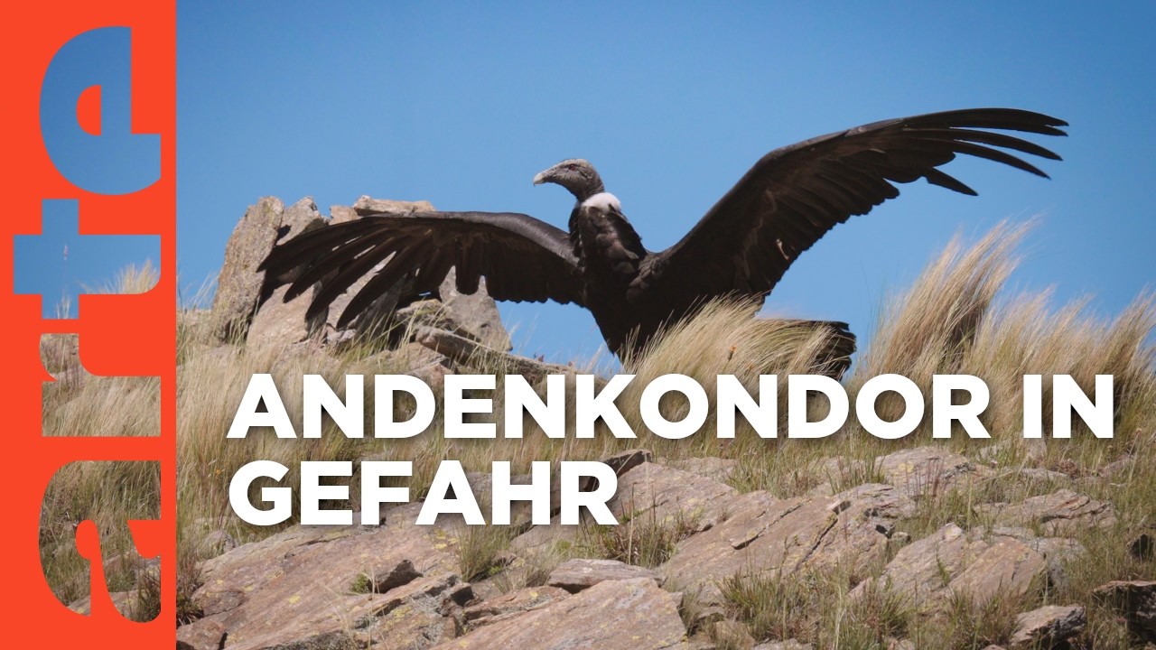 Argentinien: Rettet den Kondor | ARTE Reportage