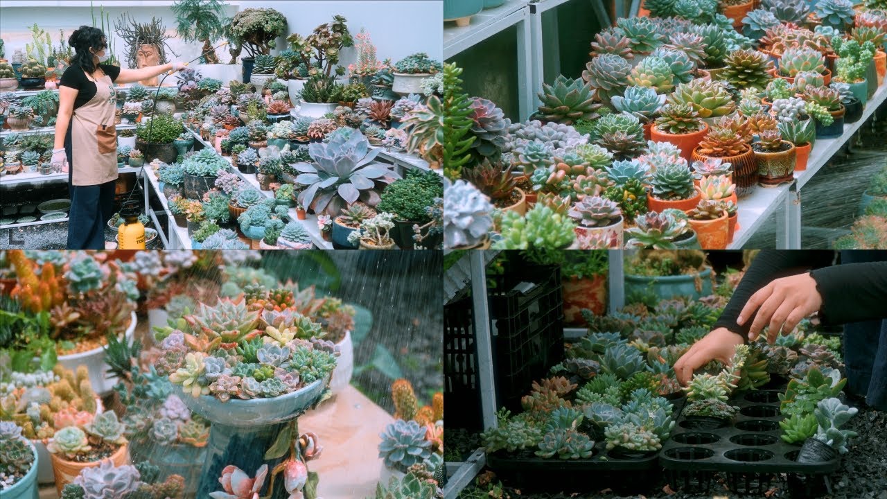 Daily Vlog | Finding calm in the smallest things, a peaceful day of succulent care & garden tasks