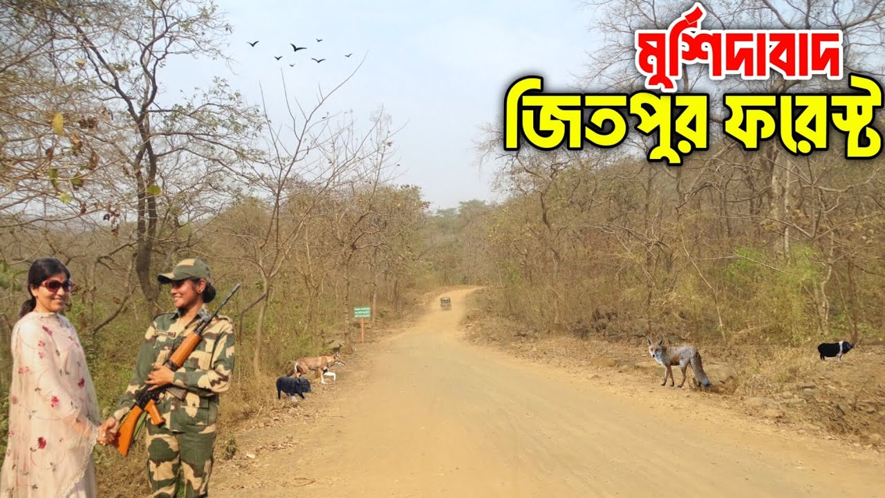 মুর্শিদাবাদ জেলার একমাত্র জঙ্গল || জিতপুর ফরেস্ট || ডোমকল ফরেস্ট || Jitpur Forest || Domkal Forest