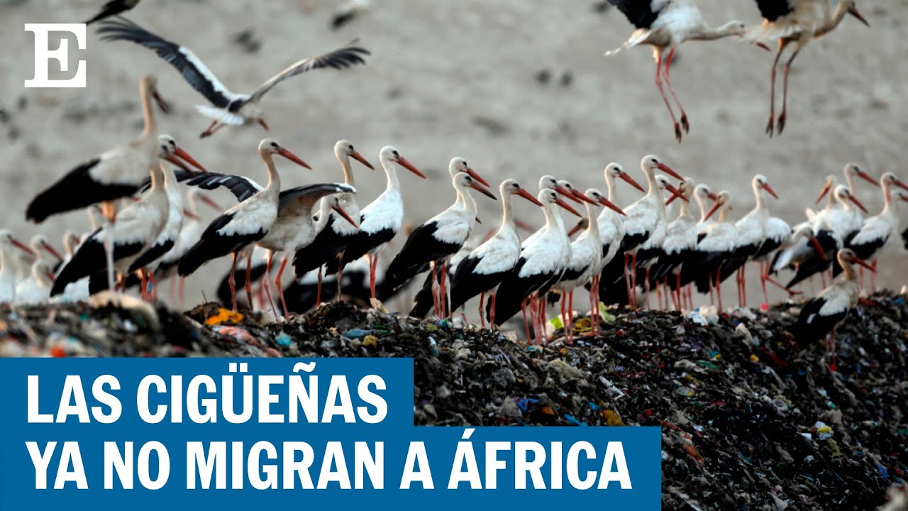 Así afecta el calentamiento global a la migración de las cigüeñas | EL PAÍS