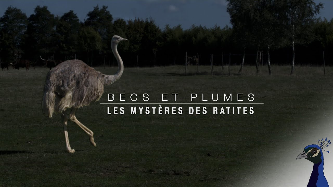 BECS ET PLUMES EPISODE 2: LES MYSTERES DES RATITES