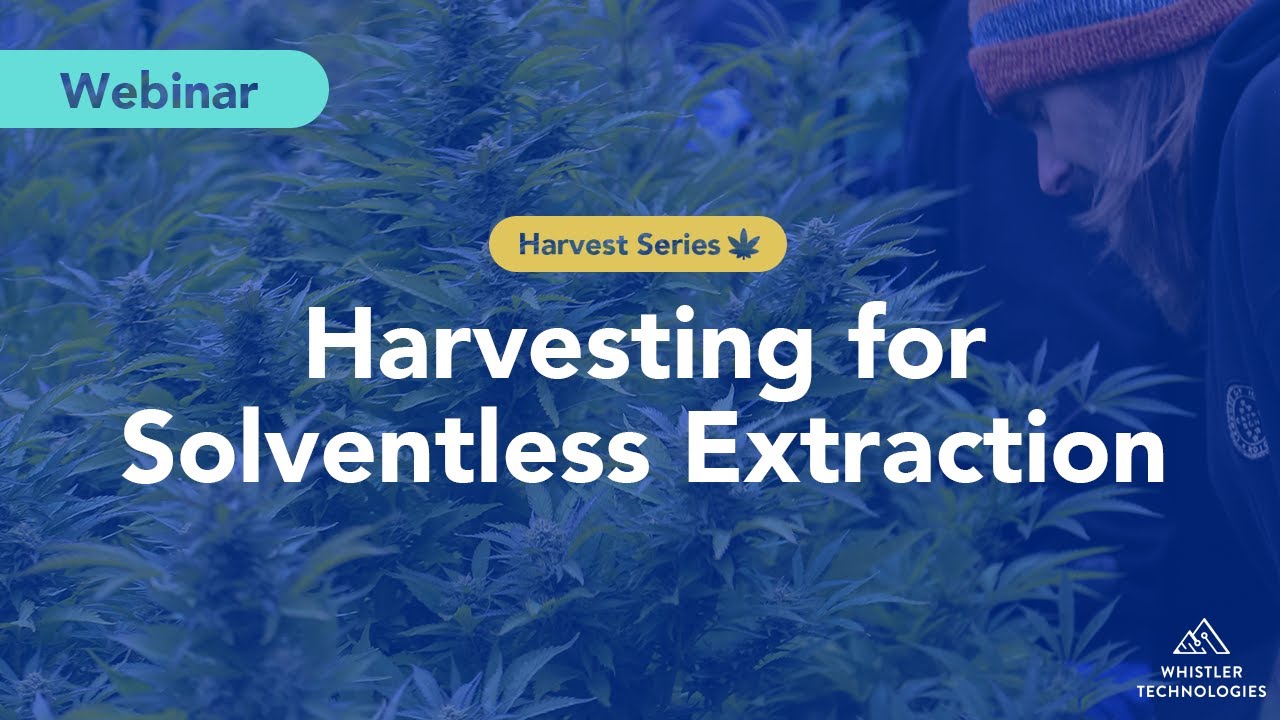 How to Harvest for Solventless Extraction (Webinar by Whistler Technologies)