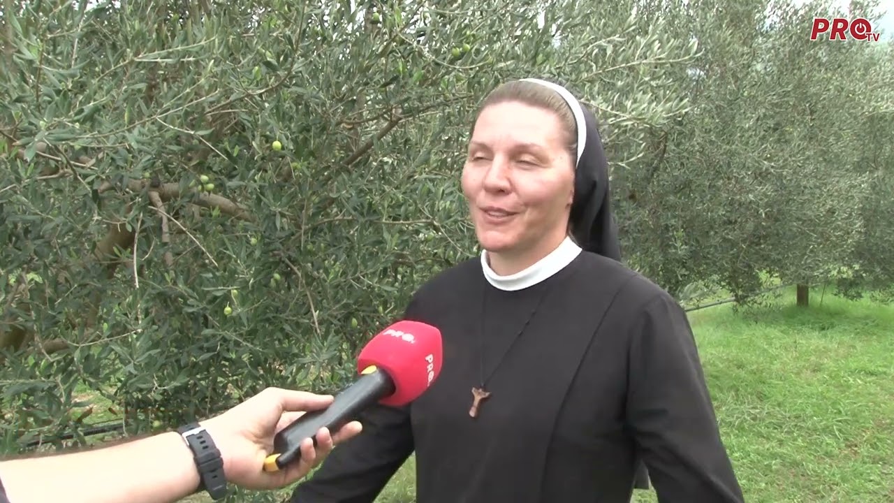 BERBA MASLINA U MASLINIKU ŠKOLSKIH SESTARA FRANJEVKI U BIJELOM POLJU