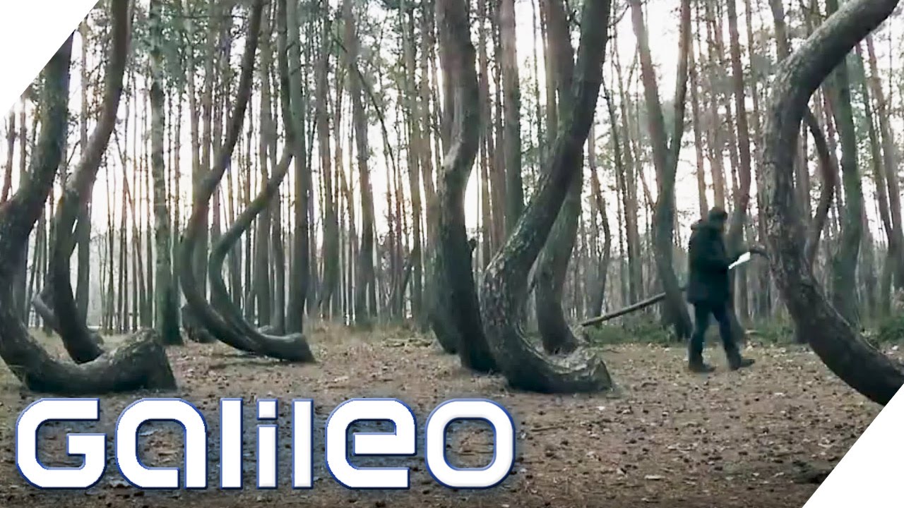 Wald aus krummen Kiefern | Galileo Lunch Break