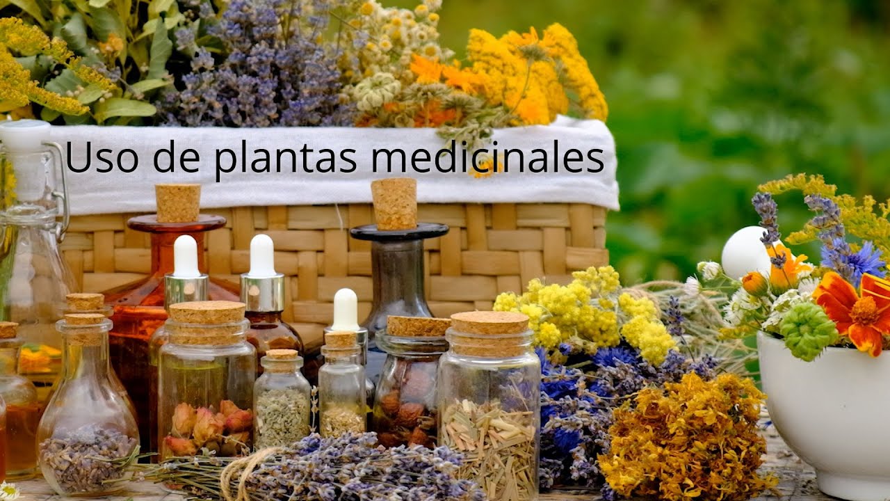 USO DE PLANTAS MEDICINALES