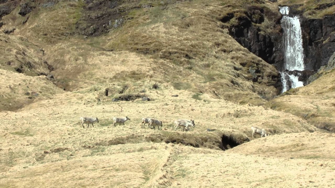 Icelandic reindeers in Brunavik, East fj&ouml;rds