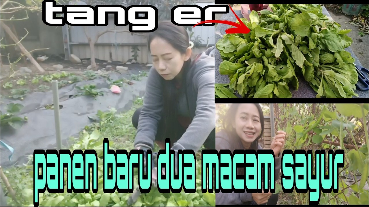 Panen baru dua macam sayur saja