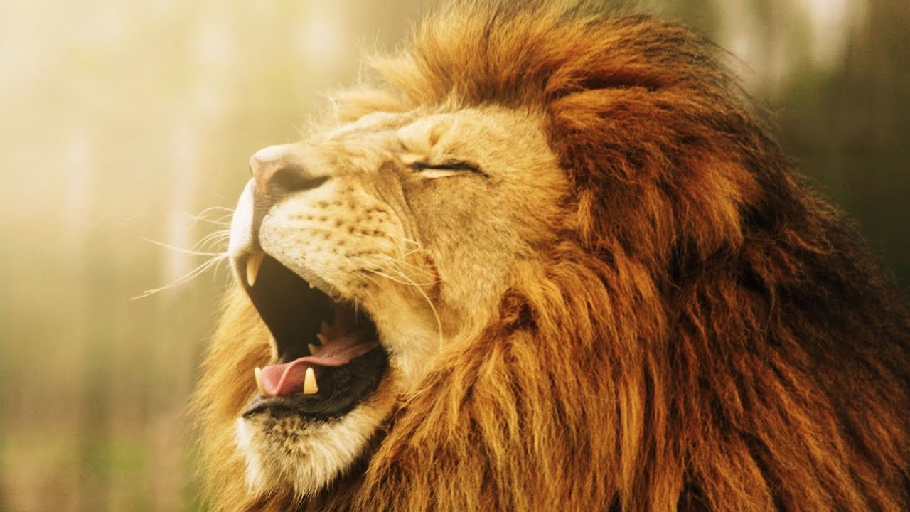 Lions Roaring compilation