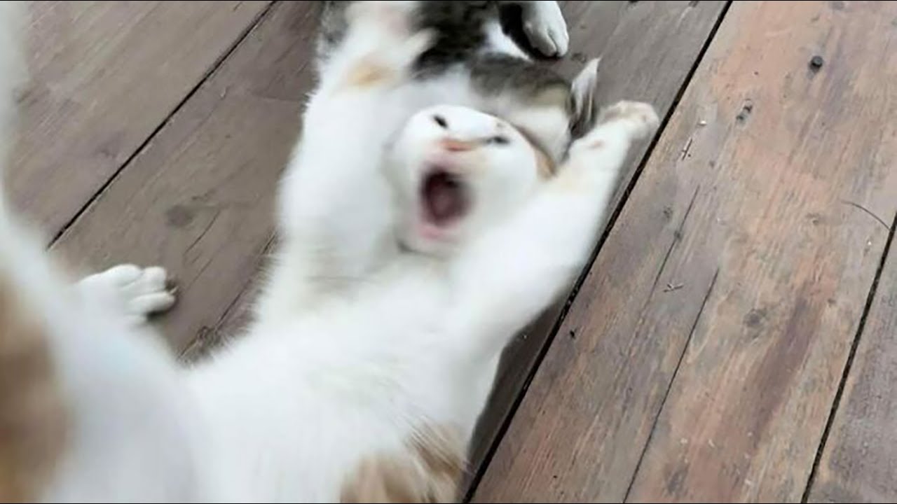 Funny Animal Will Make You Laugh Out Loud #10