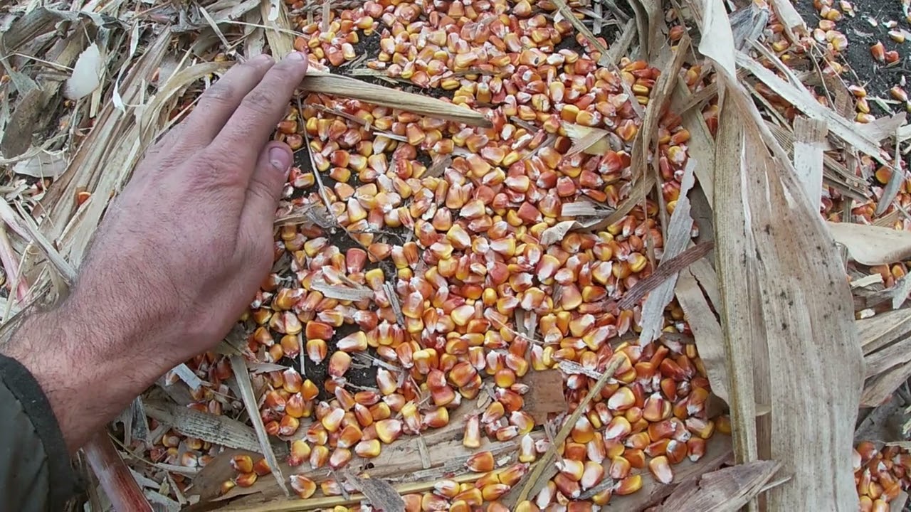 Уборка кукурузи Хотин