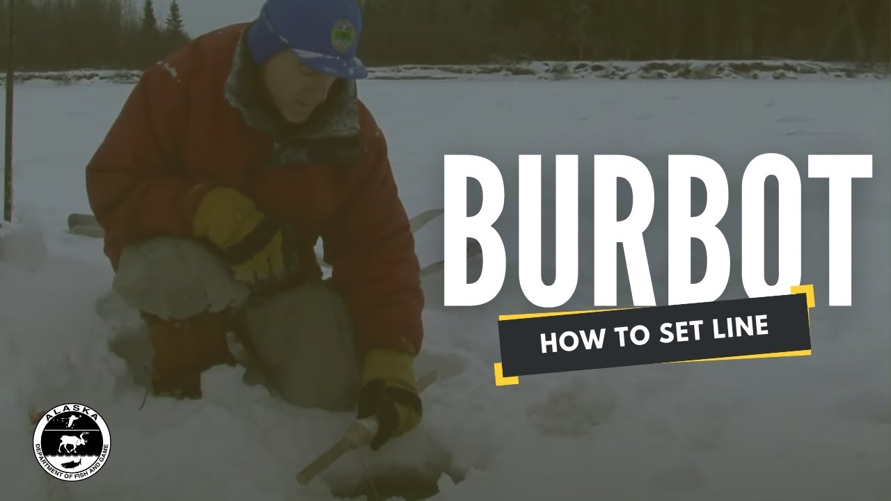 How to Set Line for Burbot