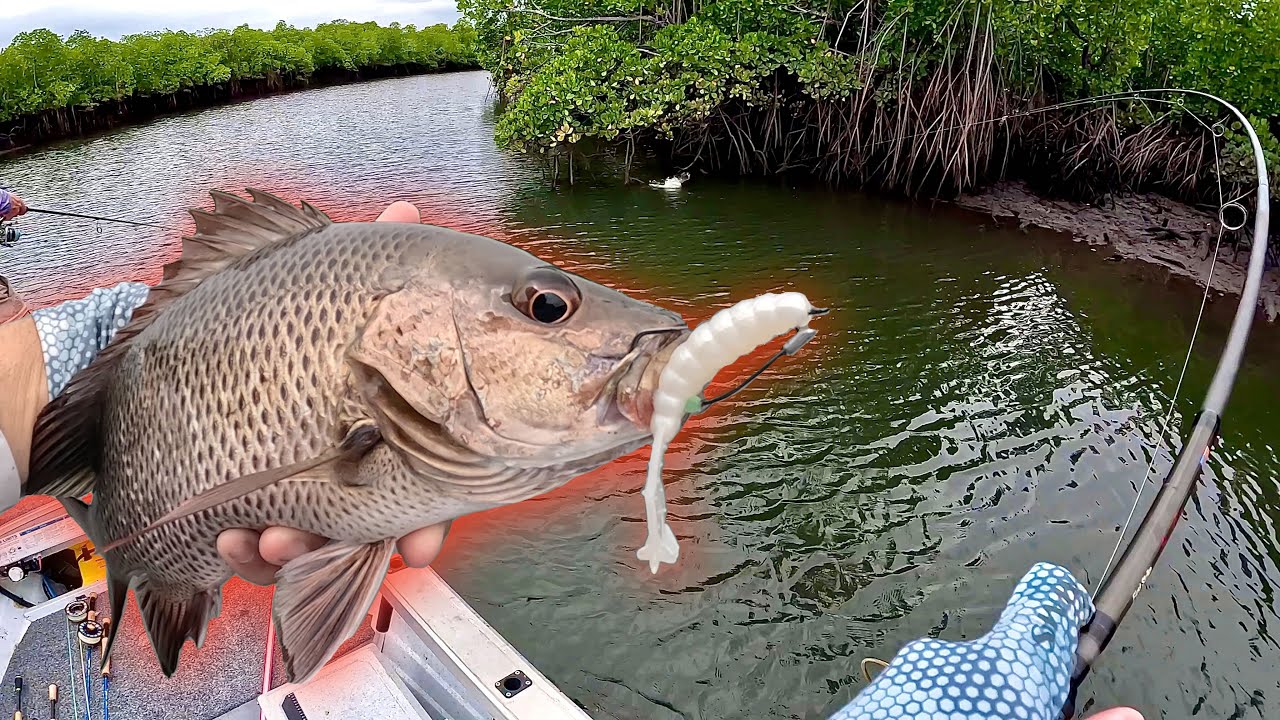 CARZY Mangrove Jacks on TOPWATER!!