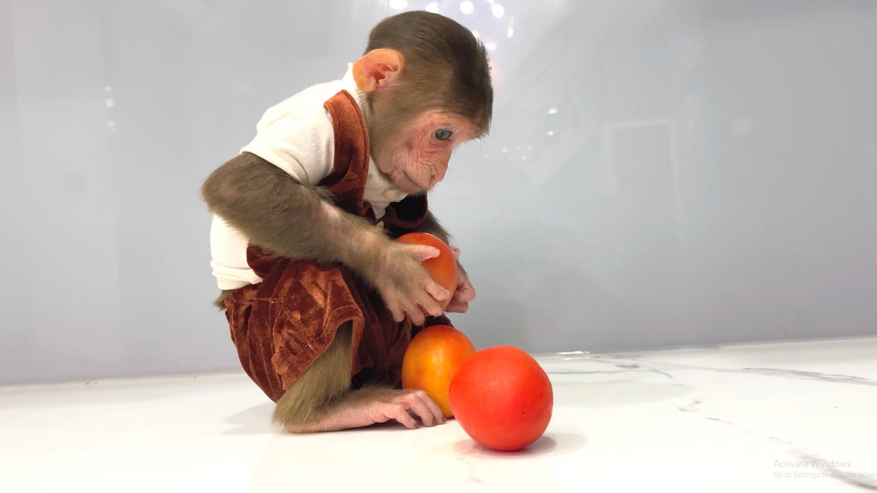So Funny !CUBIS Searches the Kitchen for His Favorite Snack