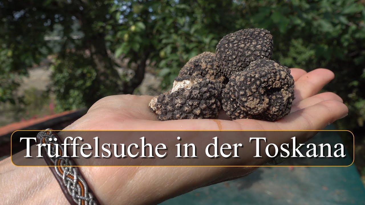 Trüffelsuche in der Toskana - 4K