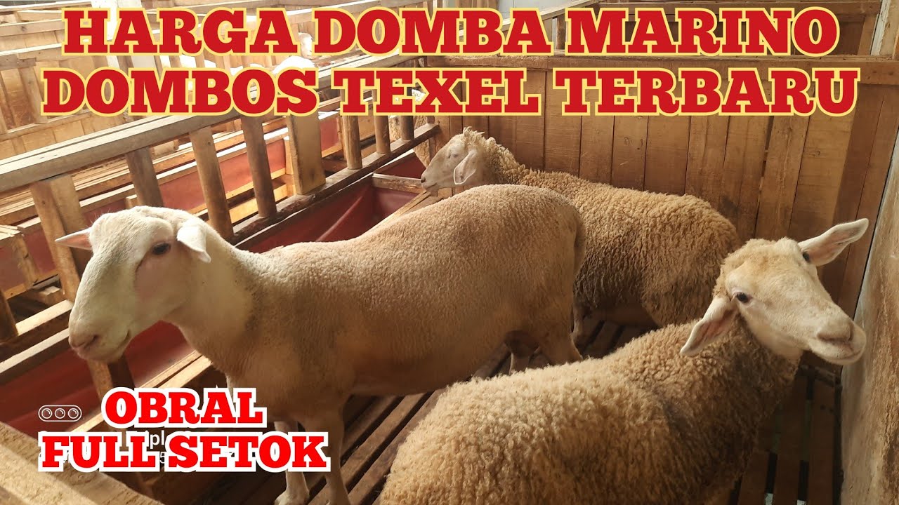 HARGA DOMBA MARINO DOMBOS TEXEL TERBARU