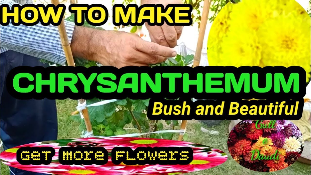 How to make Chrysanthemum bushy and beautiful | Chrysanthemum | Gull e daudi | Care of chrysanthemum