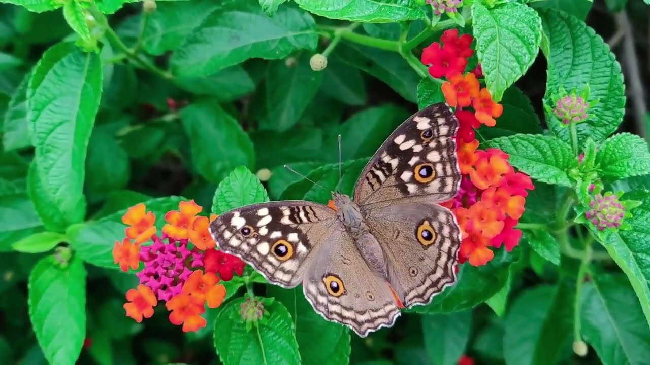 ✨ Beautiful Butterfly You Won’t Believe! 🦋